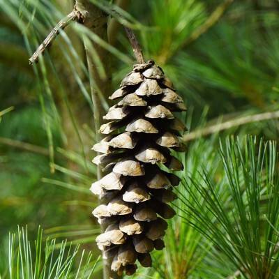 Pinus wallichiana (6)
